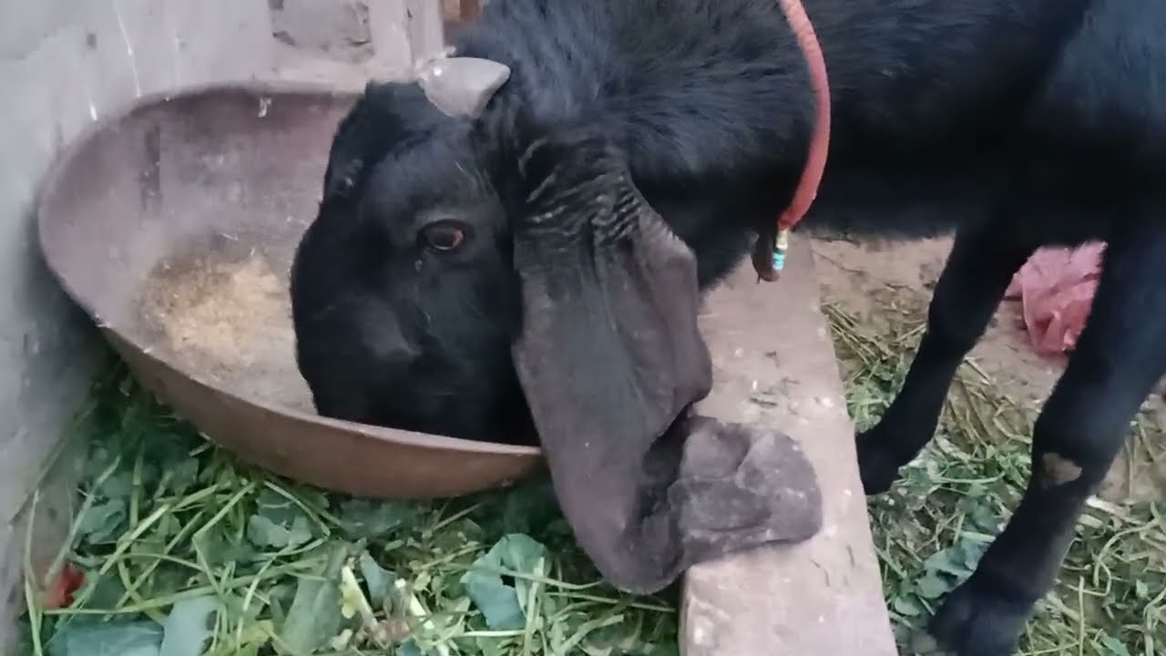 Pure Black Beetal Breedar ...