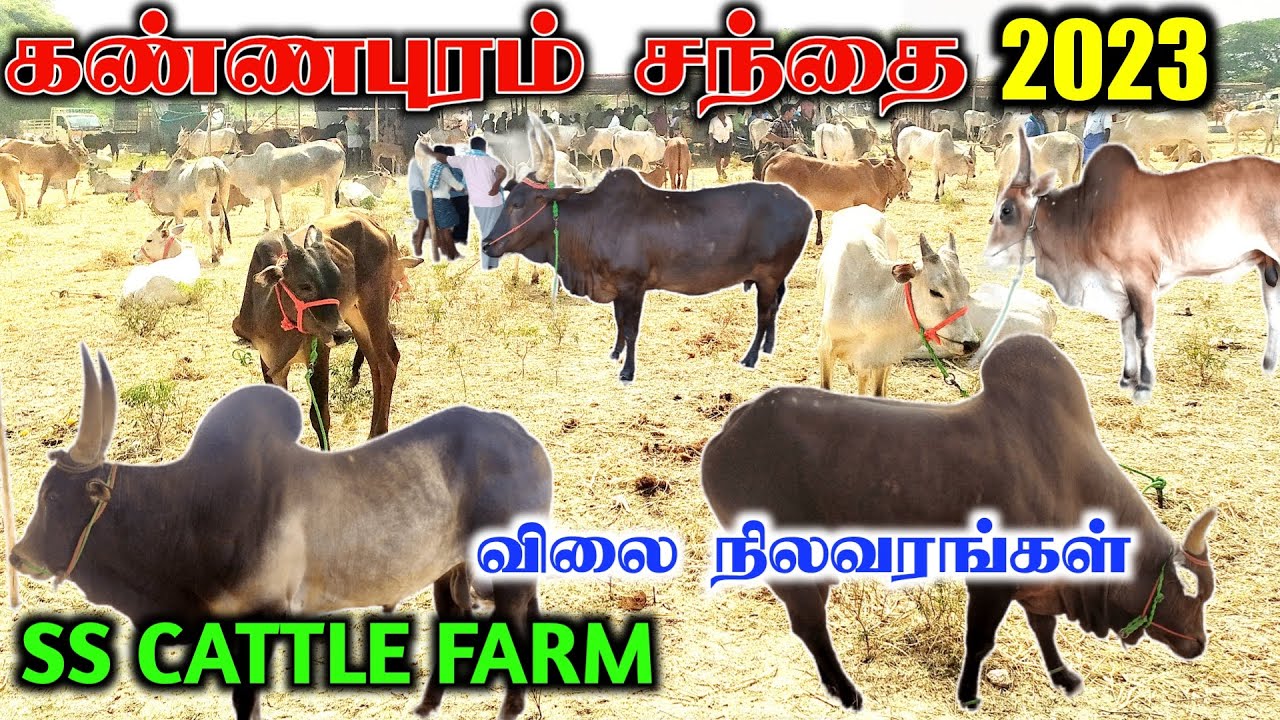 7 கட்டி அனையும்மங்க அது ஆகாதுங்க | கண்ணபுரம் சந்தை 2023 | SS cattle farm Vattamalai Kangeyam cattle
