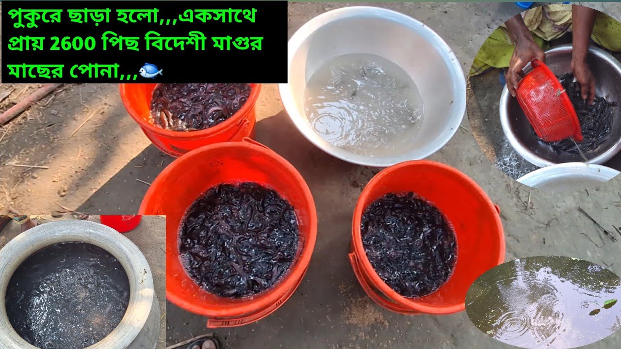 পুকুরে ছাড়া হলো,,,একসাথে প্রায় 2600 পিছ বিদেশী মাগুর মাছের পোনা,,,🐟