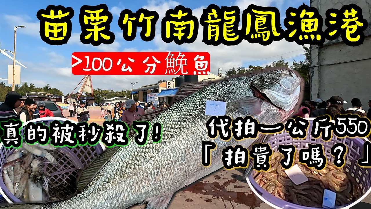 龍鳳漁港拍賣太瘋狂！魚貨剛拉出來就被秒殺？下手太慢真的買不到！這箱劍蝦是不是買貴了？