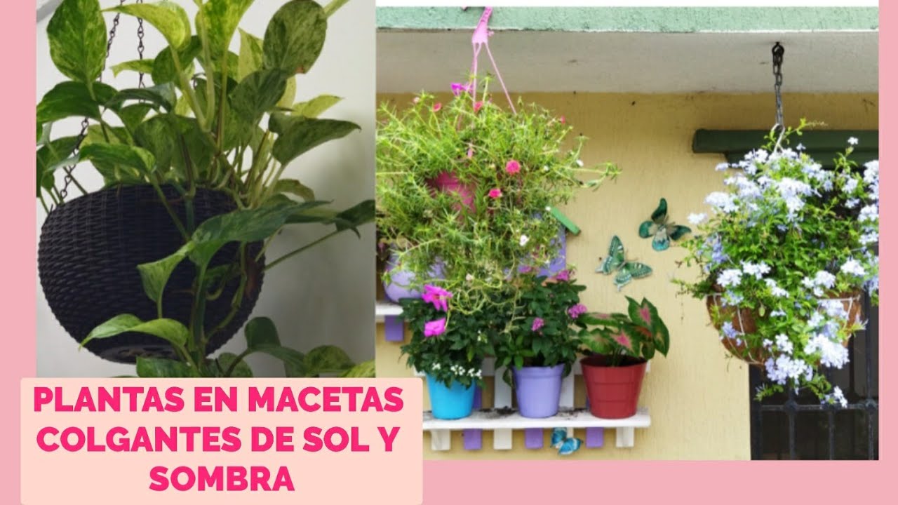 PLANTAS EN MACETAS COLGANTES DE SOL Y SOMBRA #jardineros
