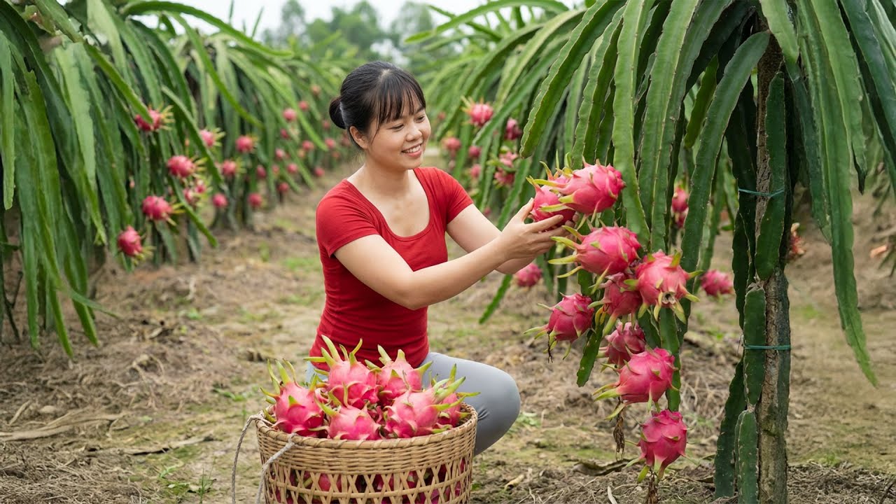 Cosecha de 100KG de Pitaya Dulce | Cultivo y Cuidado en la Granja Rural