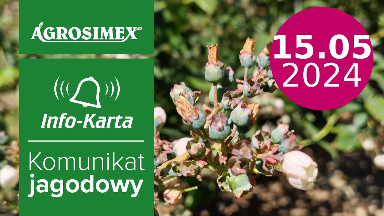 Zalecenia w uprawie borówki 🫐🫐 na koniec kwitnienia - komunikat jagodowy | Agrosimex