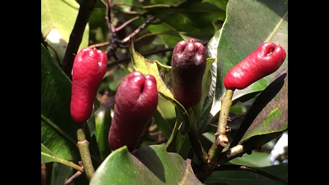 clove fruits and seeds (Syzygium aromaticum)