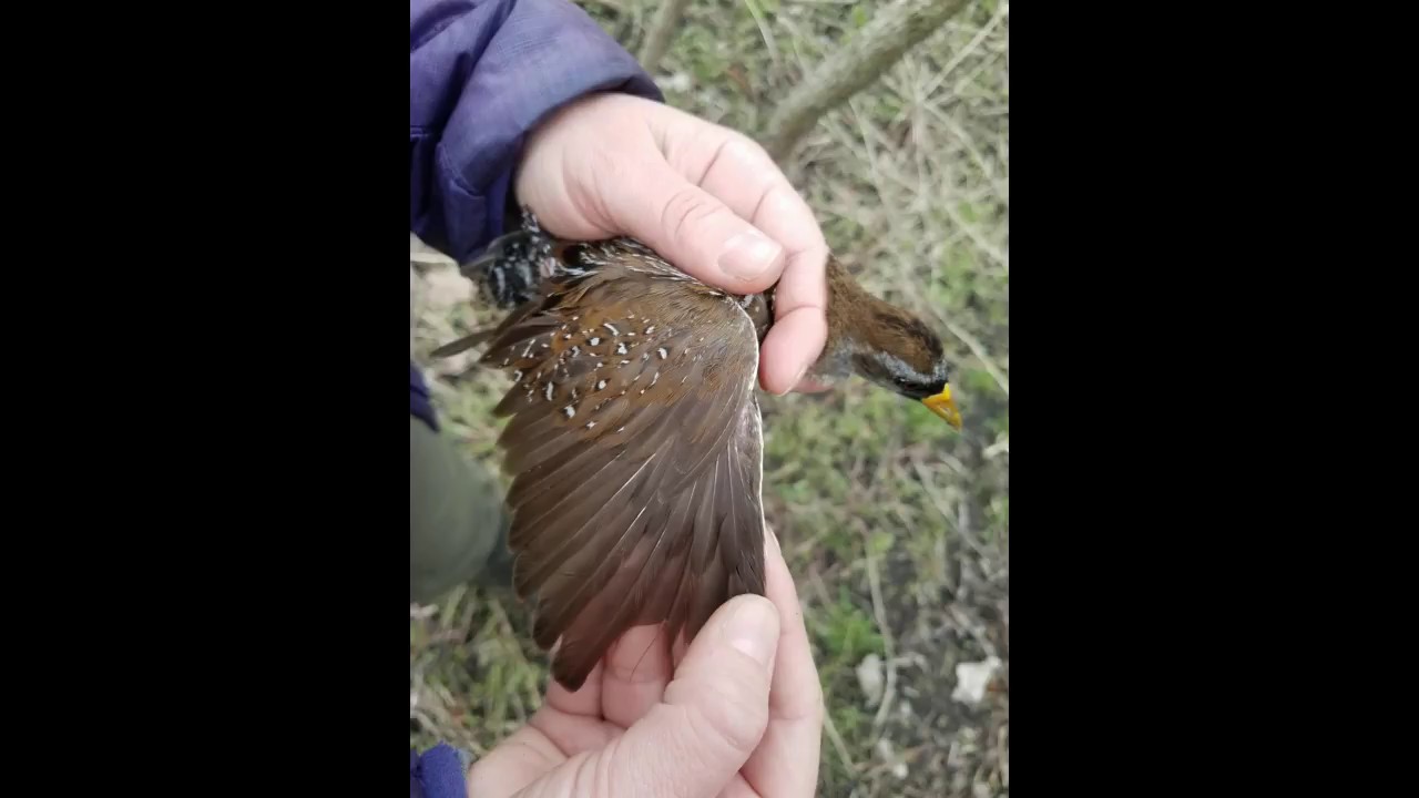 Sora Release - Nature's Nursery
