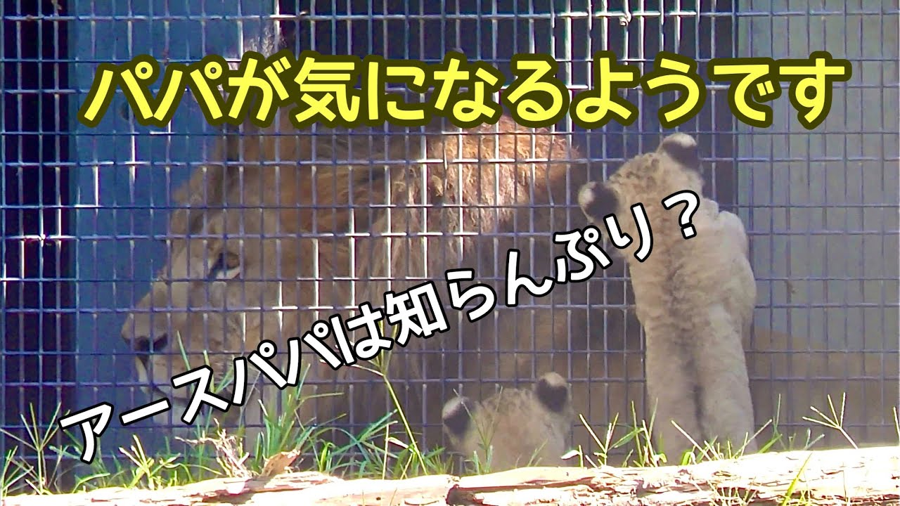 赤ちゃんライオンはアースパパに興味深々のようです【のんほいパーク】Lion Toyohashi Zoo 