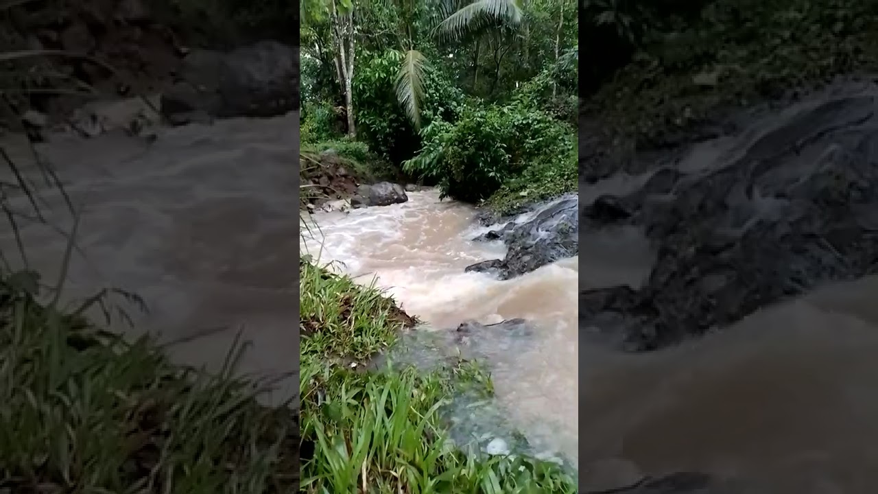 small river in the  forest