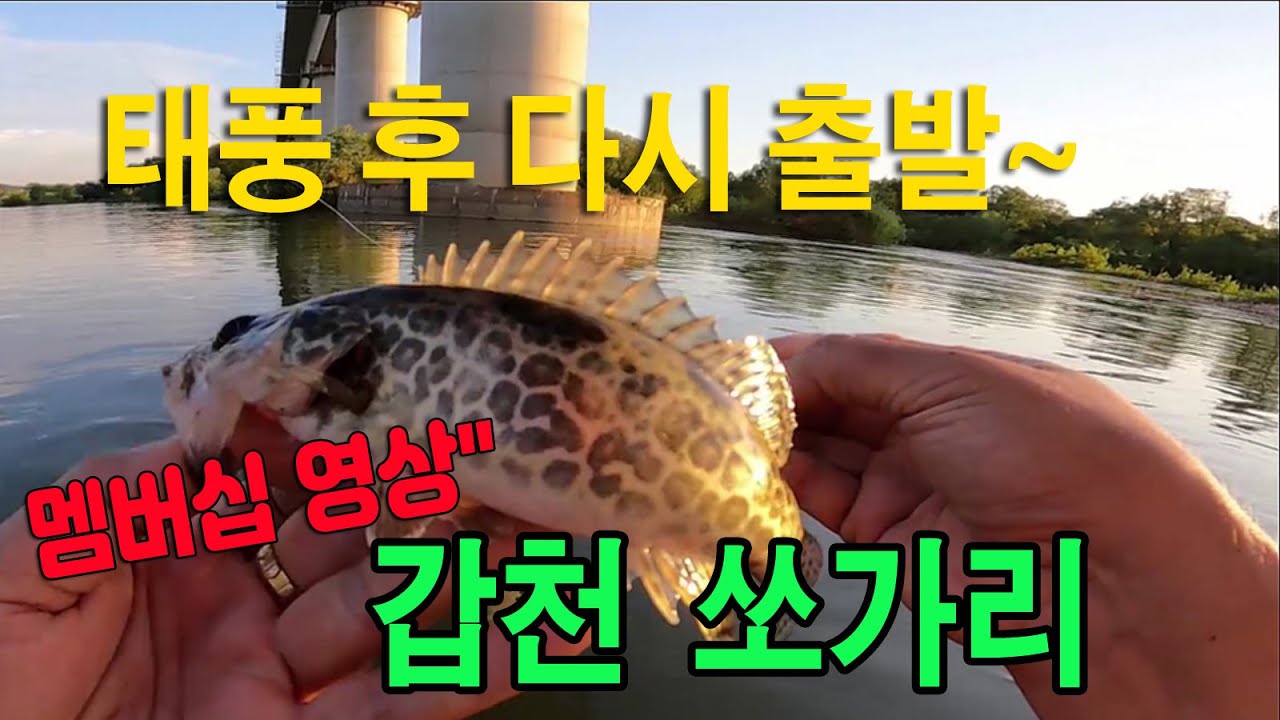 갑천 쏘가리 수위 안정