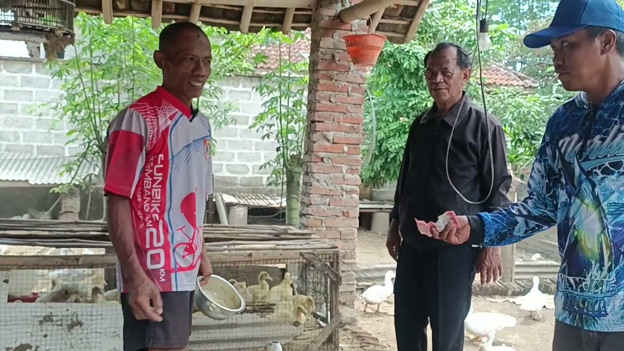 PEMBELI ANAKAN MENTOK JUMBO II KANDANG P. BUANG II ANDONGSARI KRAJAN AMBULU JEMBER