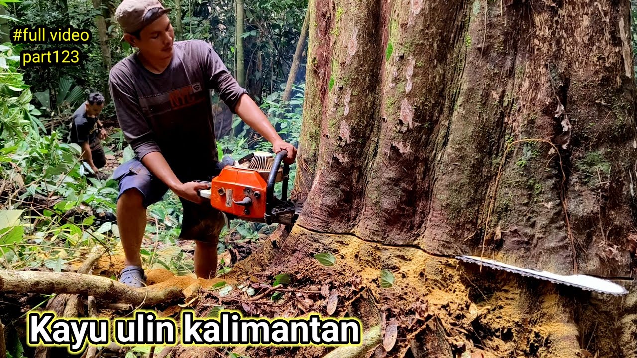 SATU MINGGU PENUH KAMI MENGHABISKAN KAYU INI UNTUK DI OLAH..!! Legenda kayu ulin pedalaman
