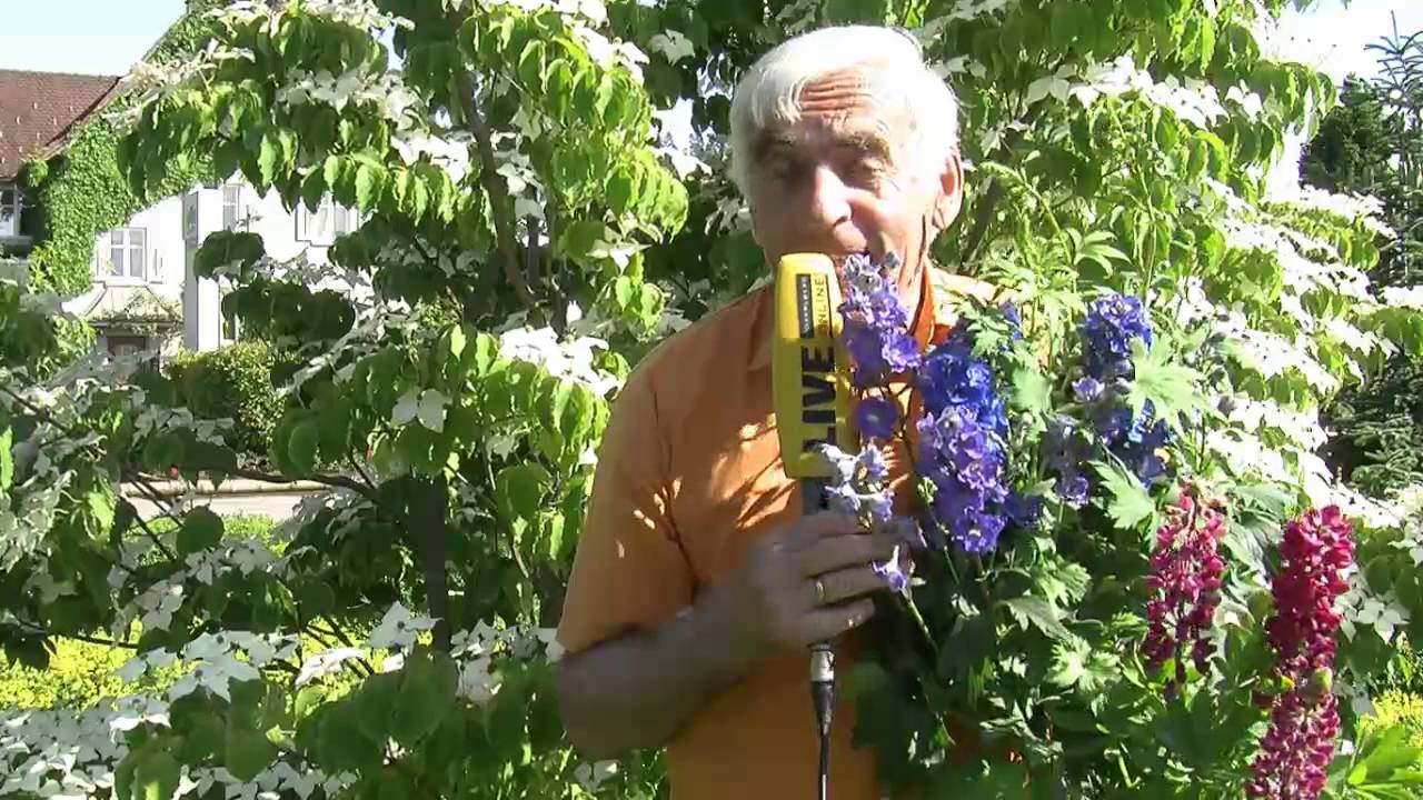 VOL.AT-Gartentipp: Lupine und Rittersporn