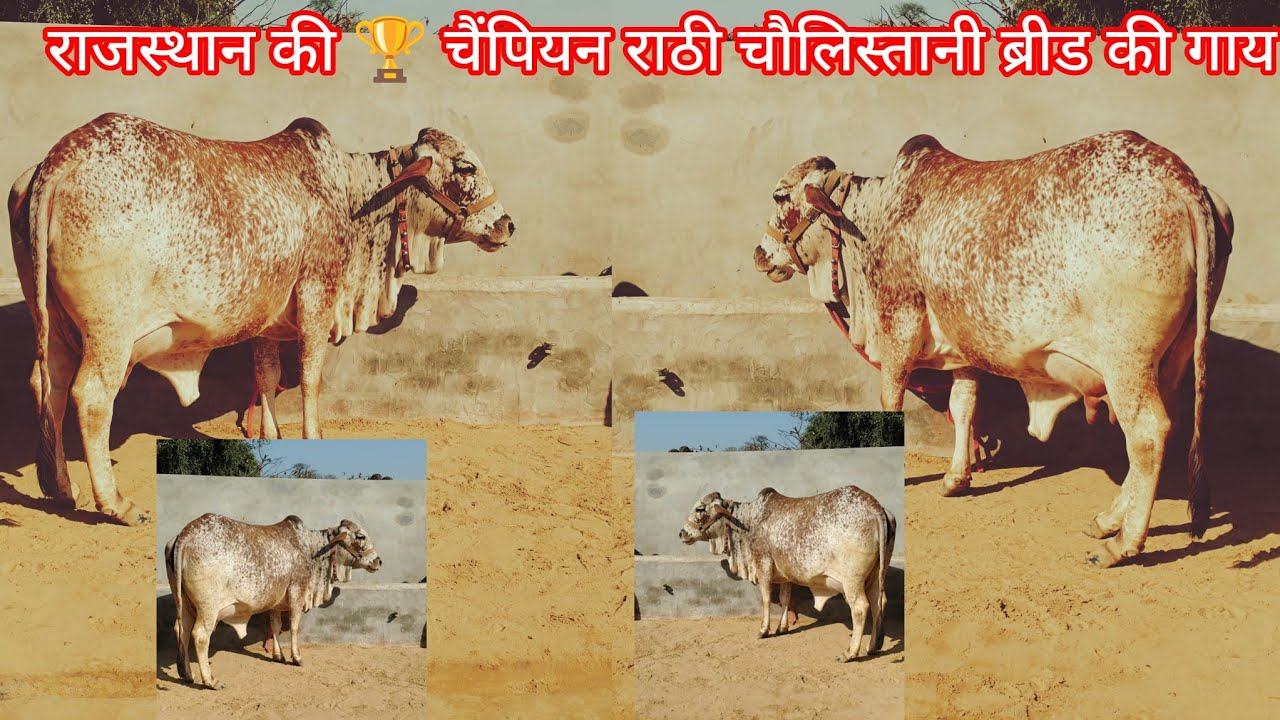 राजस्थान की 🏆 चैंपियन राठी चौलिस्तानी ब्रीड की गाय✅ 18 किलो दूध की अभी प्रेग्नेंट है फोर सेल 