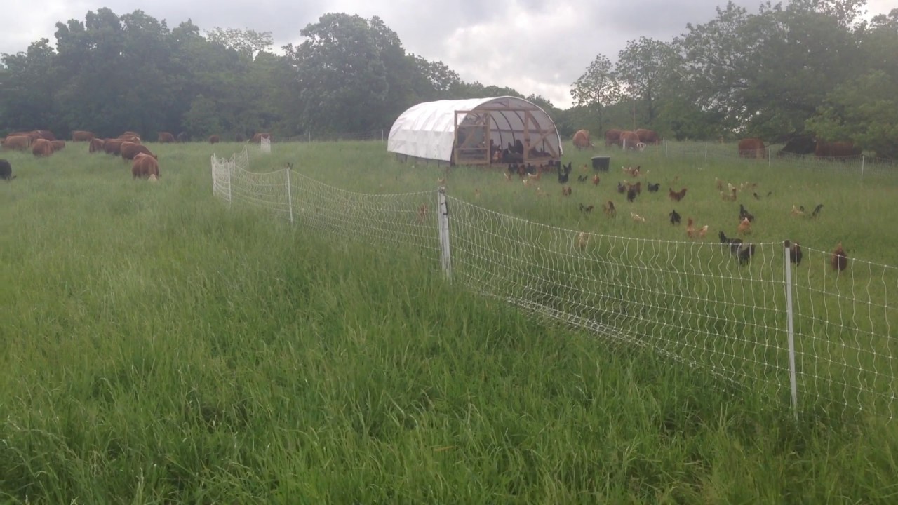 Greg Judy with laying chickens and cattle mob