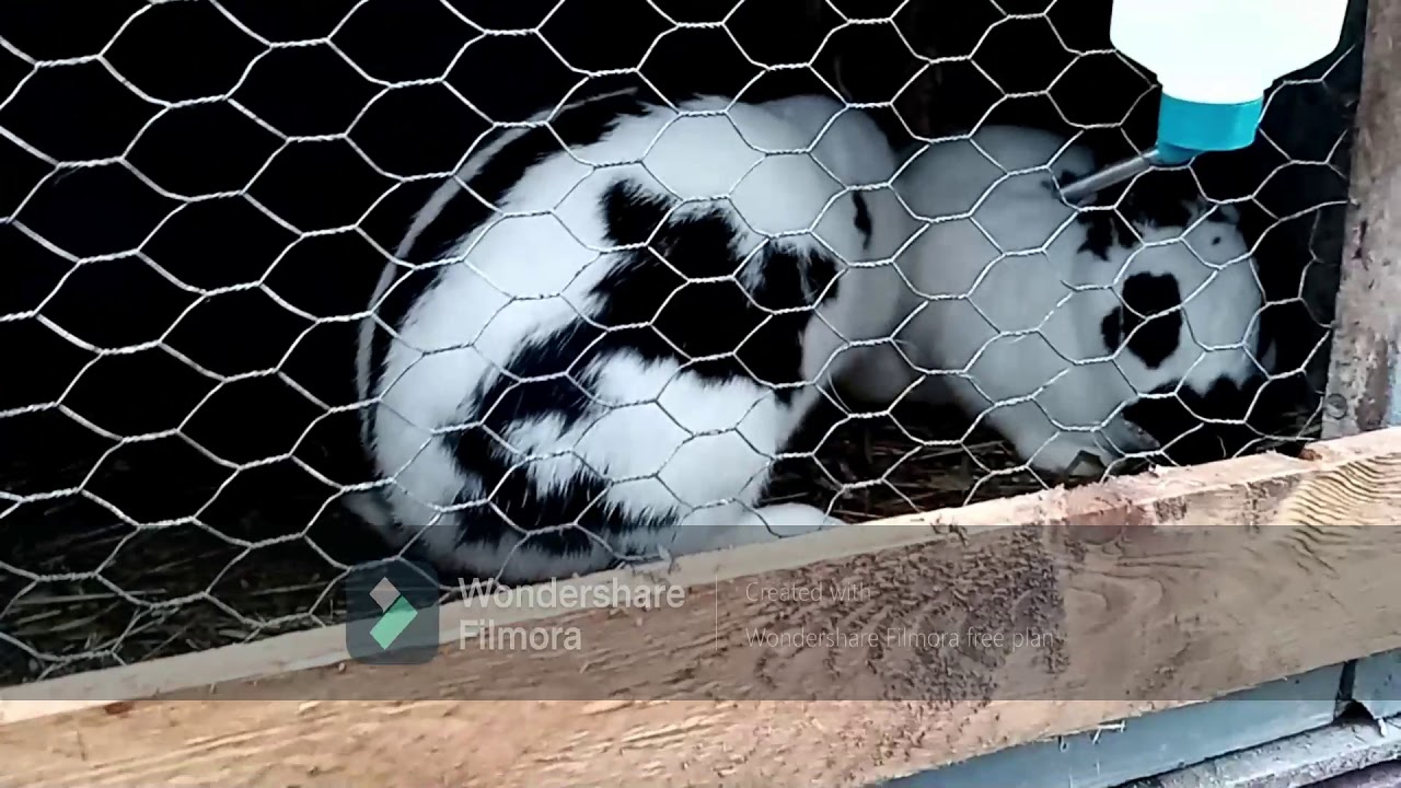 TurboRabbit Ep. 12 (Cum sa dai la monta corect iepurii)