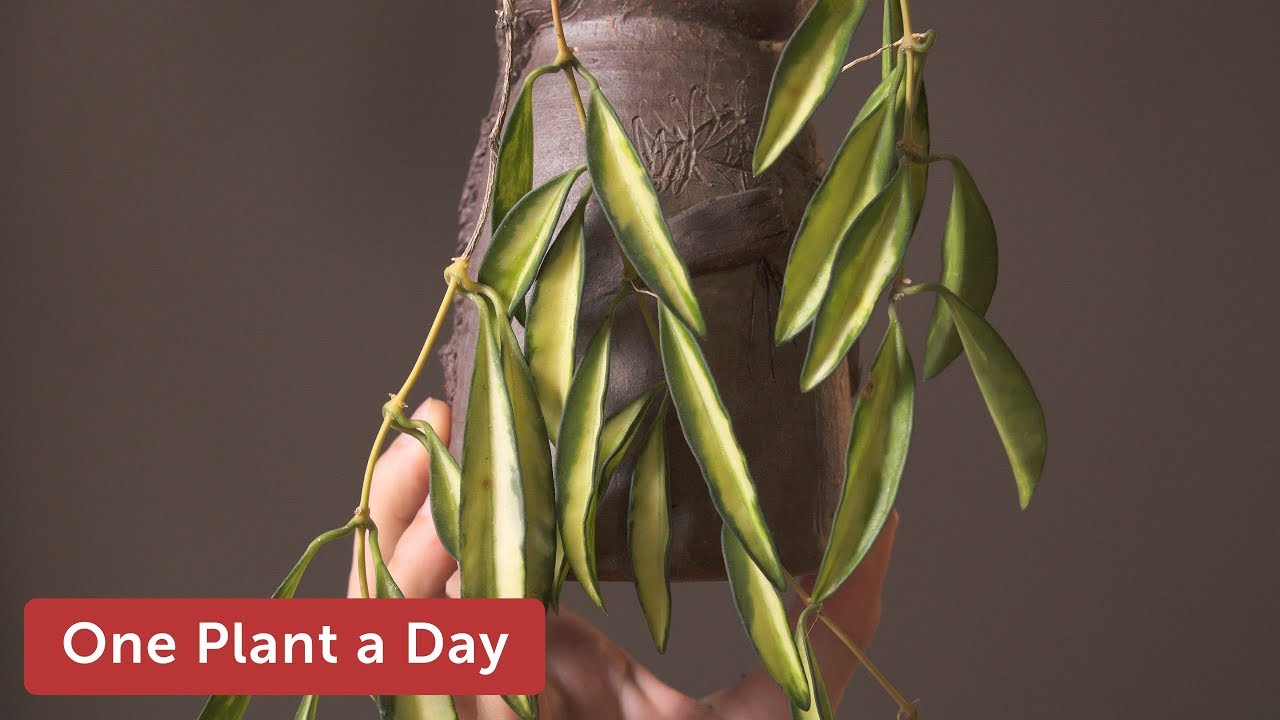 Hoya wayetii 'Variegata'  Houseplant Care — 160 of 365