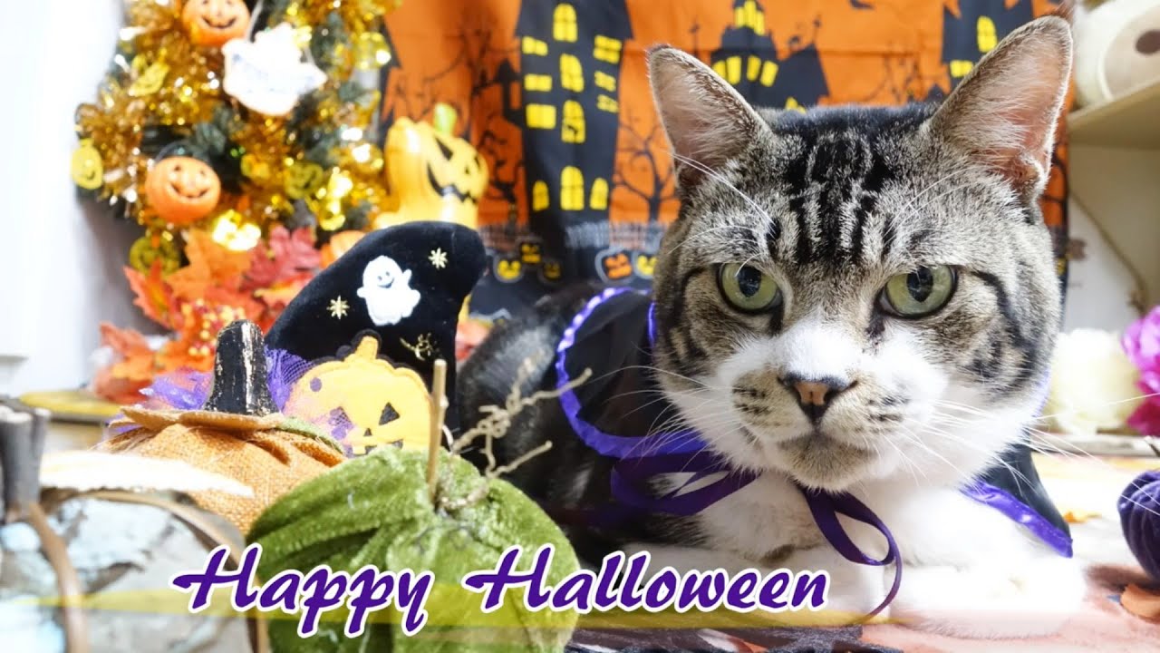 リキちゃんとハロウィン☆思い出動画　【リキちゃんねる　猫動画】 キジトラ 猫のいる暮らし