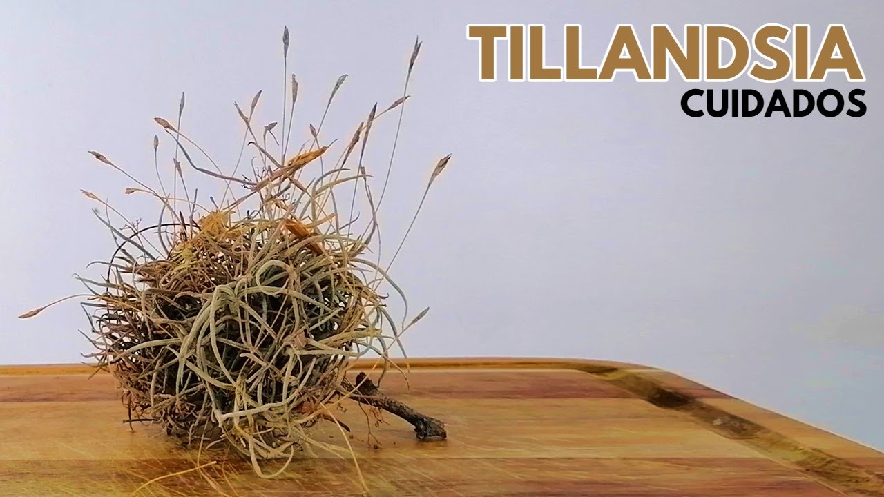 tillandsia cuidados chuyito jardinero