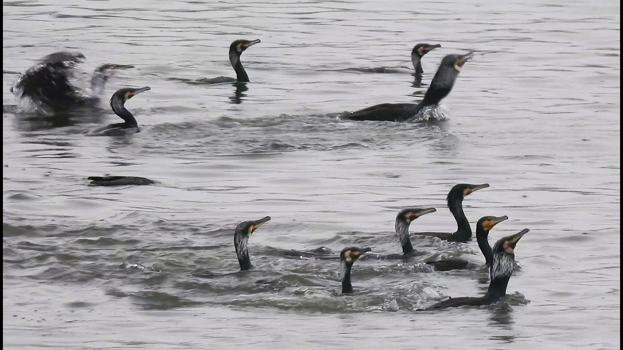 1150301 The great cormorants catching fish at Min-Chuan bridge.
