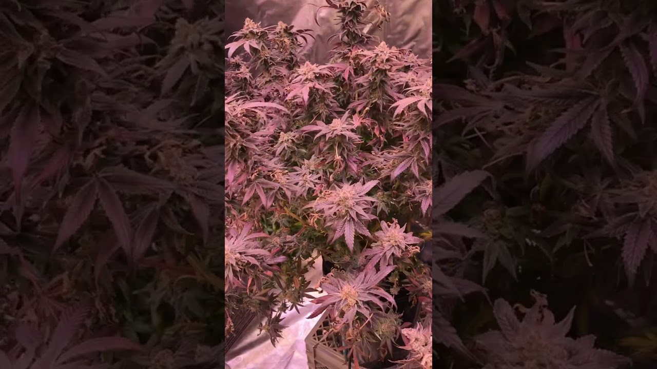 5x5 Grow - Optic 8+ Gen3 - @CrazyandInsaneTv
