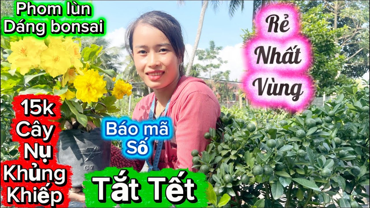 23-12-2025☎️0326 746 099📲mai vàng giá quá rẻ 15kcay nụ quá chừng-có bán tắt Tết-báo mã số mai Tết 