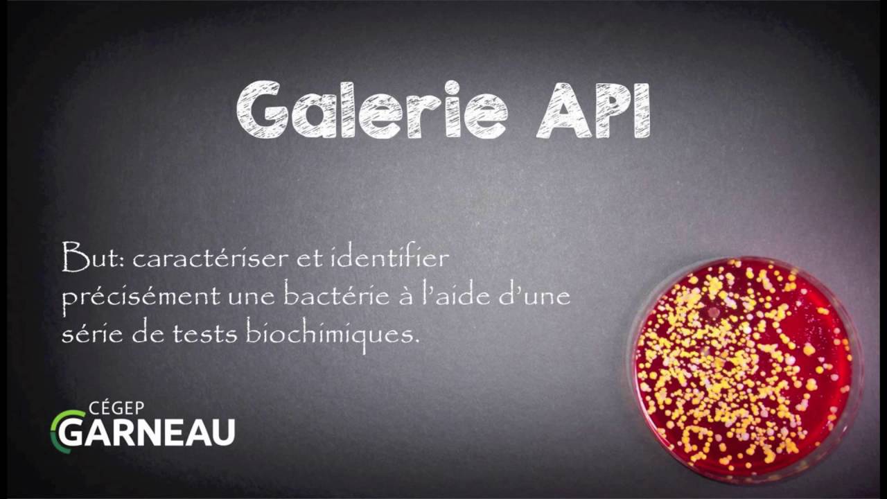 Galerie API
