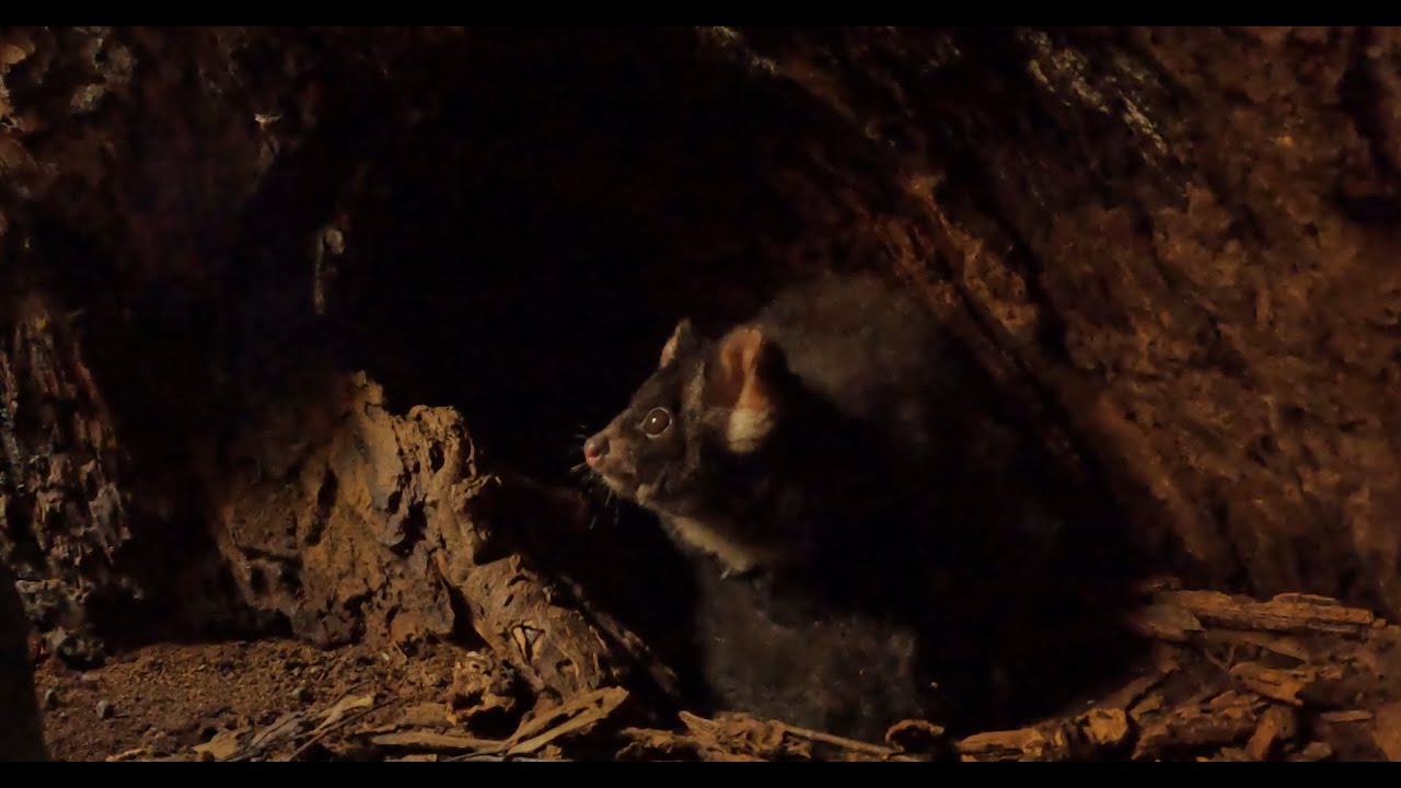 Home Tree: Greater Glider Livestream in Tallaganda, Australia