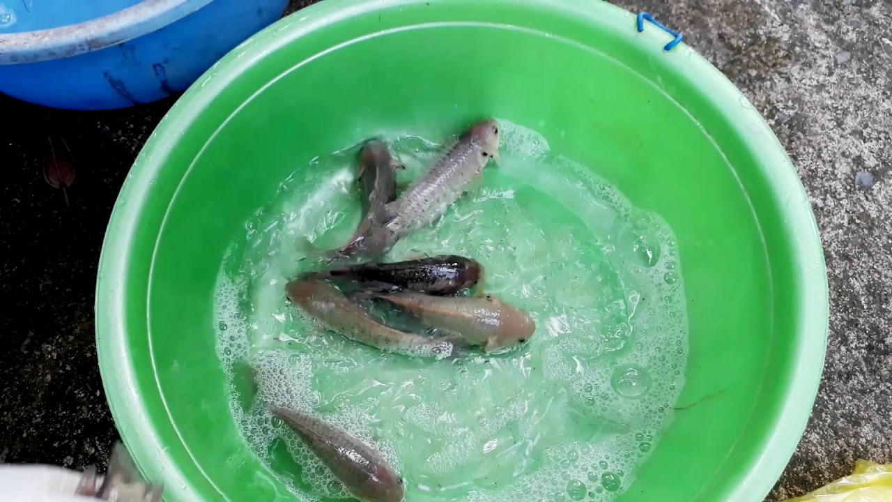 Tập 96 - Phương pháp thúc cá rô đẻ
