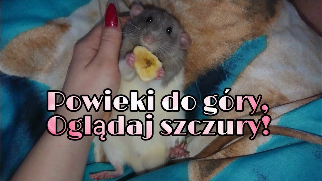 6 minut szczurów 🤩 (odc. bonusowy) 52