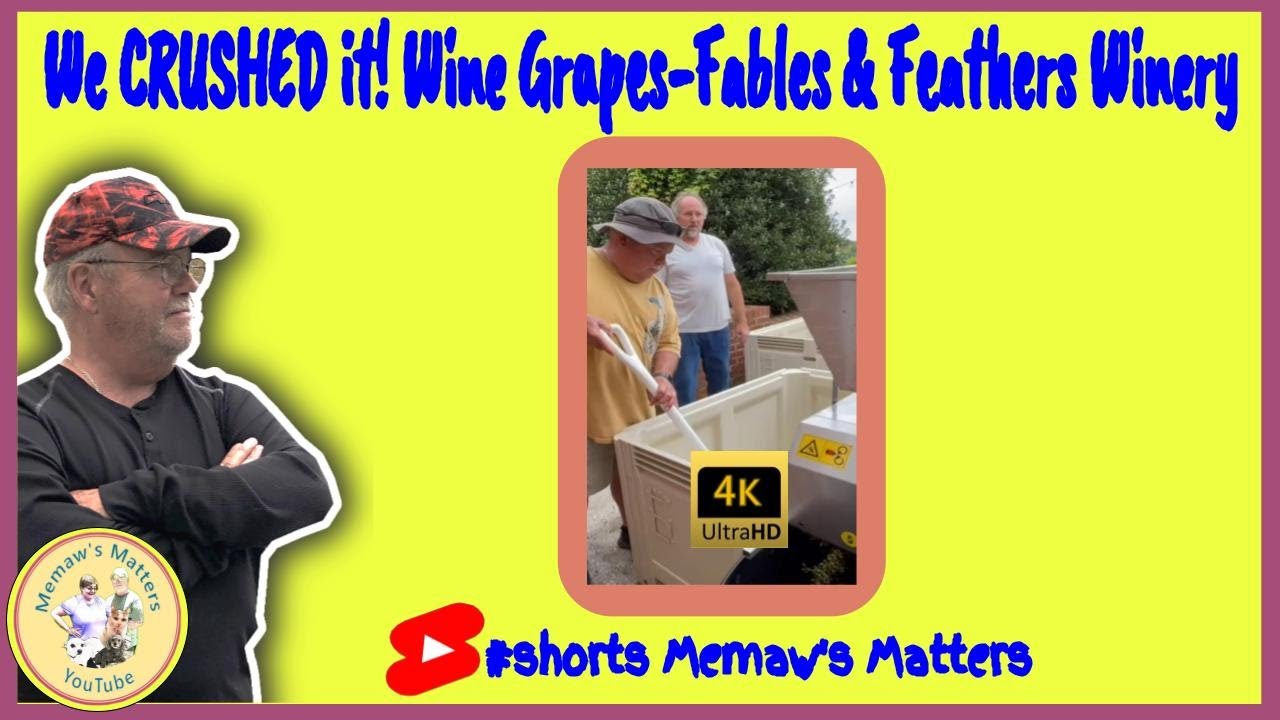 We CRUSHED It! Wine Grapes #shorts | Fables & Feathers Winery Goodview Va