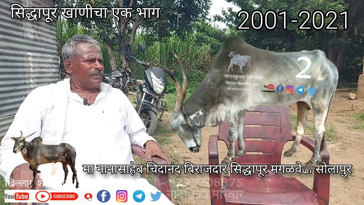 सिद्धापूर खाण-एक अविस्मरनिय आठवण-खिल्लार शेतकर्यांची शान