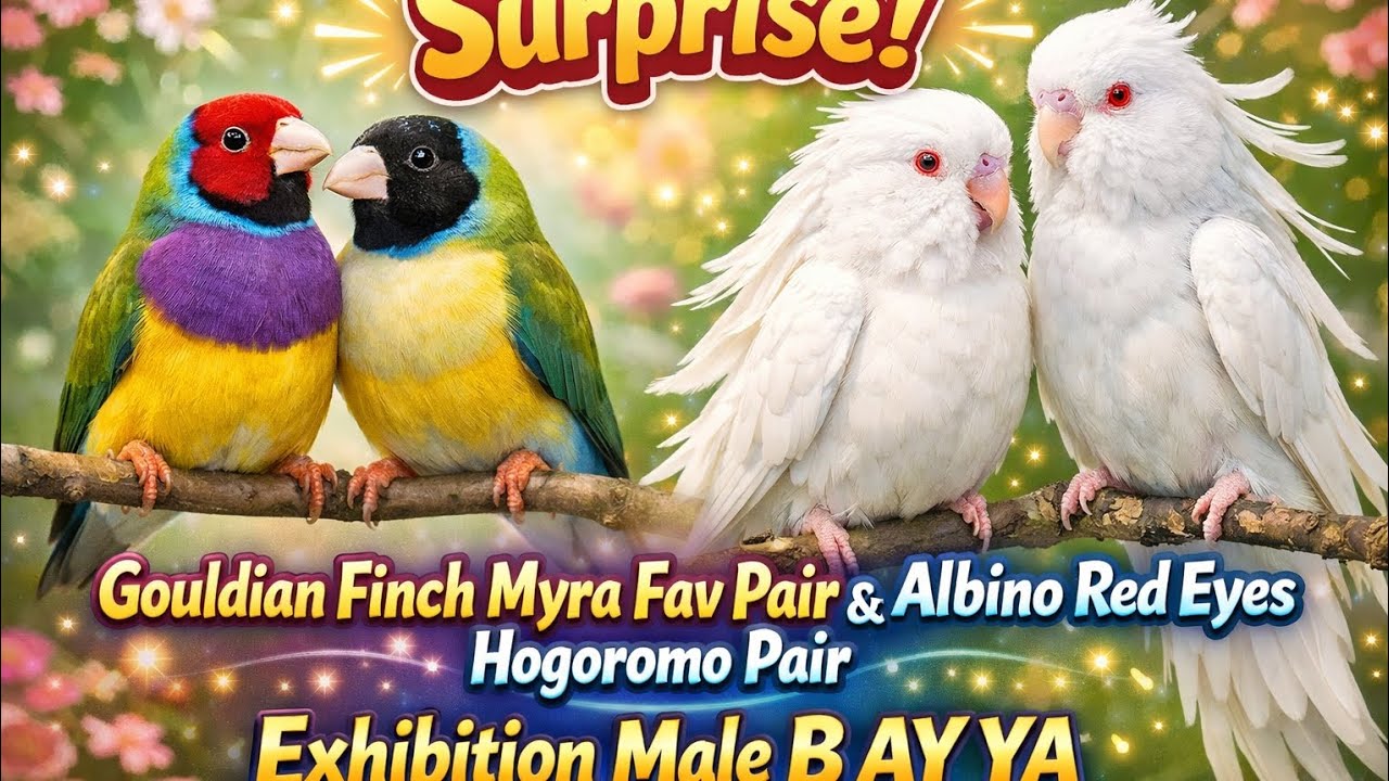 Surprise | Gouldian Finch Myra Fav pair  gya | Albaino Red eyes Hogoromo Pair | Exhibition Male b ay