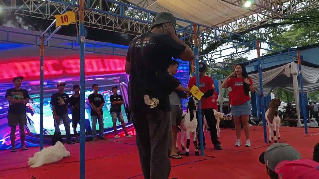 Kontes kambing etawa ras Kaligesing Mapec solidarity Malang kelas D Betina 10 besar