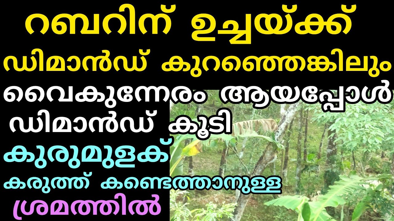 റബറിന് ഡിമാൻഡ് കുറയാതെ | 27/02/2026