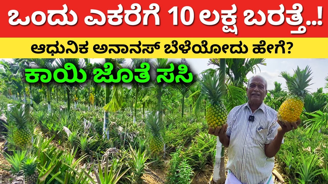 ಆಧುನಿಕವಾಗಿ ಅನಾನಸ್ ಬೆಳೆಯೋದು ಹೇಗೆ | Pineapple Farming in Karnataka | Ananas Agriculture #kannada