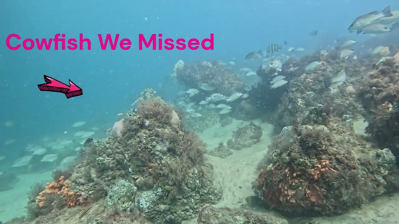 Scuba Diving at St Andrews Park Jetties in Panama City Beach - Nurse Shark, Gar, Snook, Sea Robin
