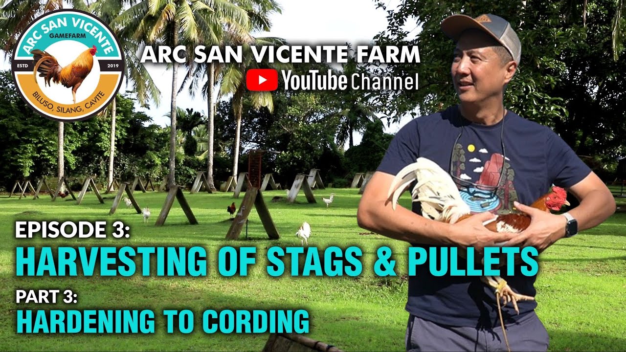 Episode 3: Harvesting of Stags and Pullets - Part 3: Hardening to Ranging