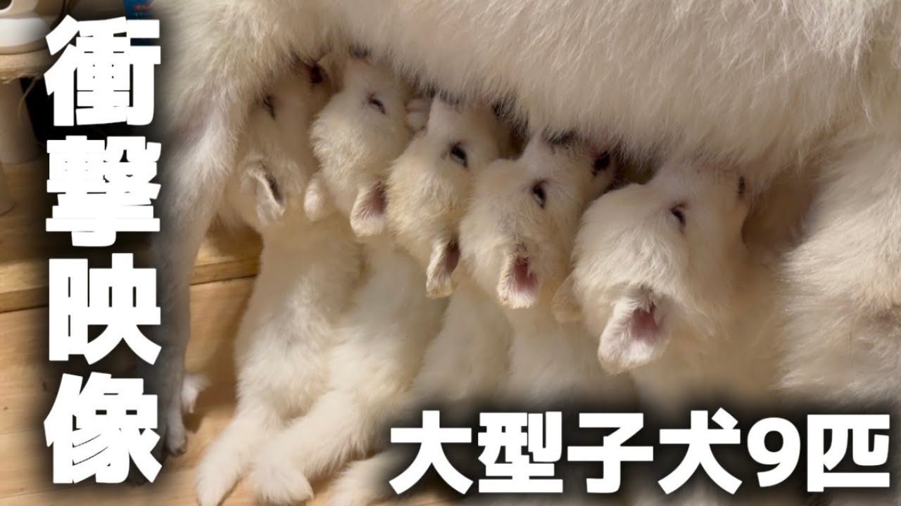 大型犬9匹の授乳が衝撃的すぎましたw【サモエド】【グレートピレニーズ】【子犬】