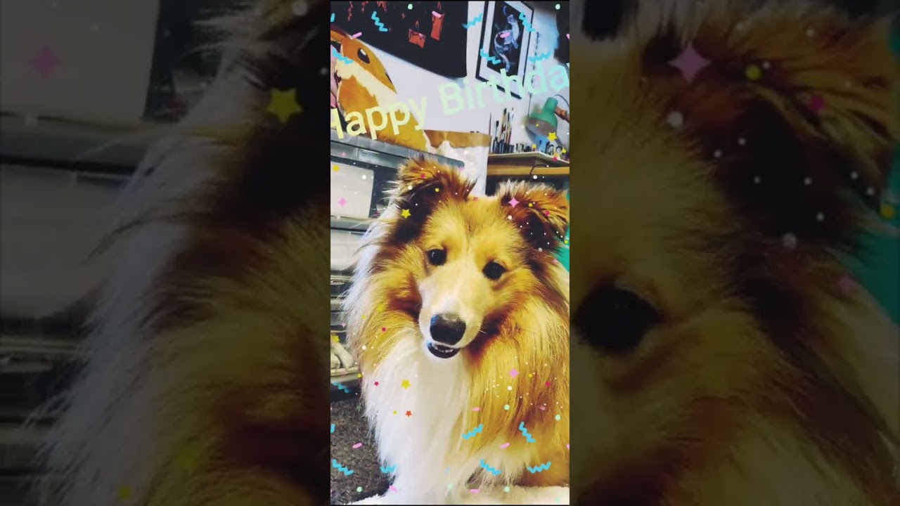 Unser Sheltie Monty