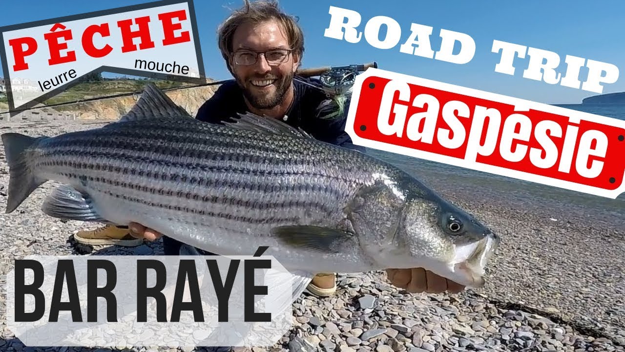 La pêche du bar rayé en Gaspésie (Québec)