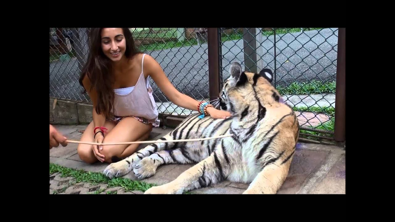 Tiger Kingdom Chiang Mai 2013