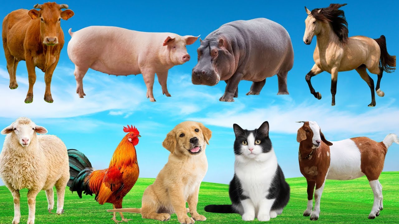 🎵 Âm Thanh Đồng Quê Quá Đỗi Đáng Yêu – Bò, Gà, Chó & Mèo Cùng Cất Tiếng Rộn Ràng | Animals 🐔🐮🐶🐱