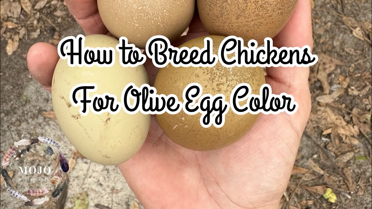 **How To** Breed Chickens for Olive Eggs