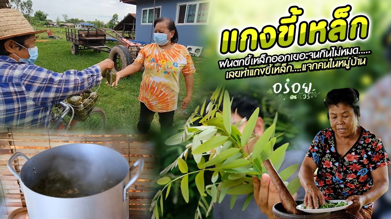 ผักขี้เหล็กเกิดเยอะจนยุดดี้ชวนยายเตี้ยแกงขี้เหล็กเลาะขายรอบหมู่บ้าน ขายหมดเกลี้ยงเร็วมาก