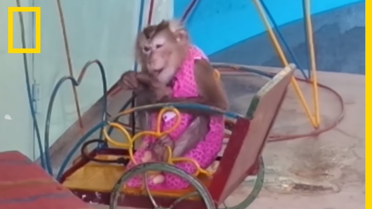 Maltraitance animale - Le calvaire des singes de la r&eacute;serve de Can Gio