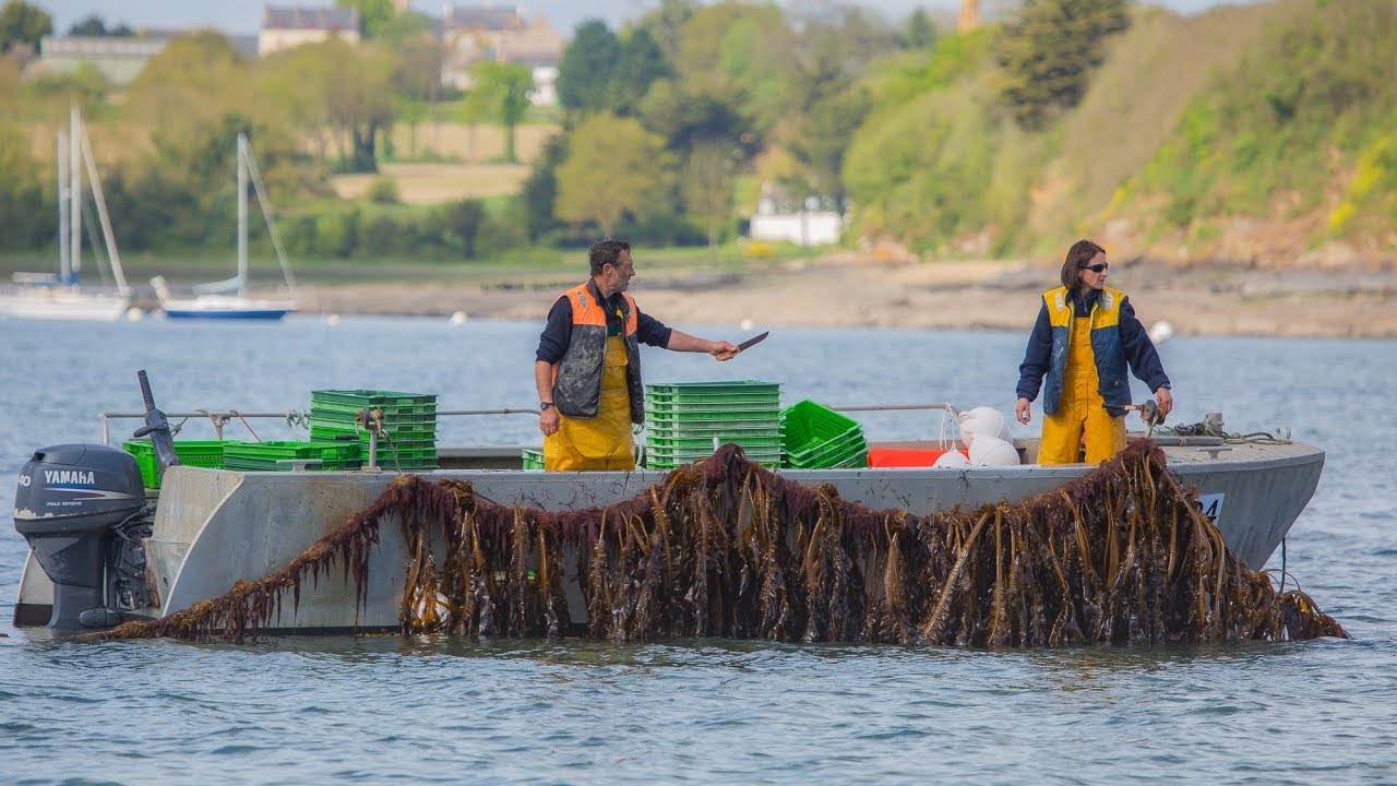 Organic Seaweed cultivation in Brittany