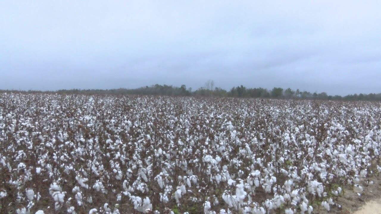 Farmers hopeful Nicole doesn&rsquo;t damage what remains of cotton crops