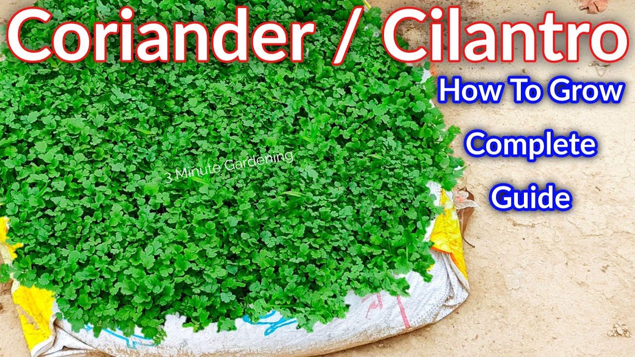 Simple Secret to Growing Coriander at Home | Grow Fresh Coriander (Dhaniya) in Pots on Your Terrace