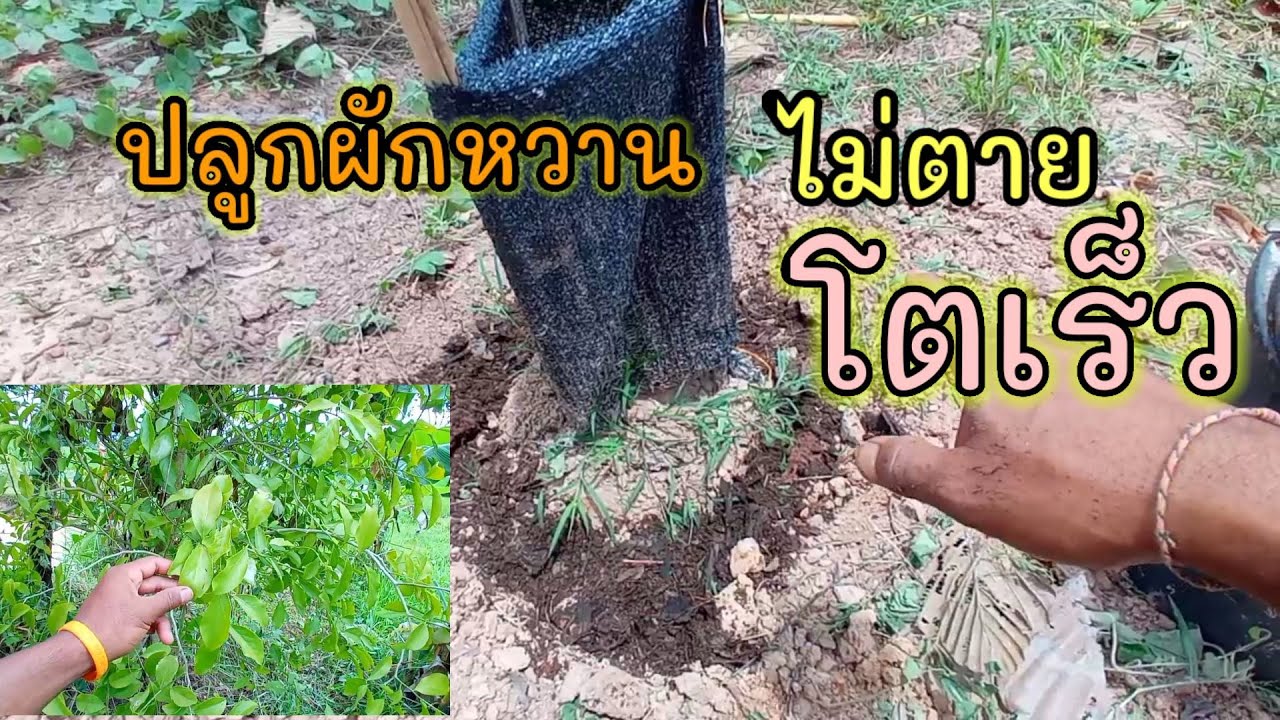 5 ข้อปลูกผักหวานป่า และการดูแลให้โตเร็ว (ไม่ตาย!!)ง่ายนิดเดียว | ปลูกผักหวาน