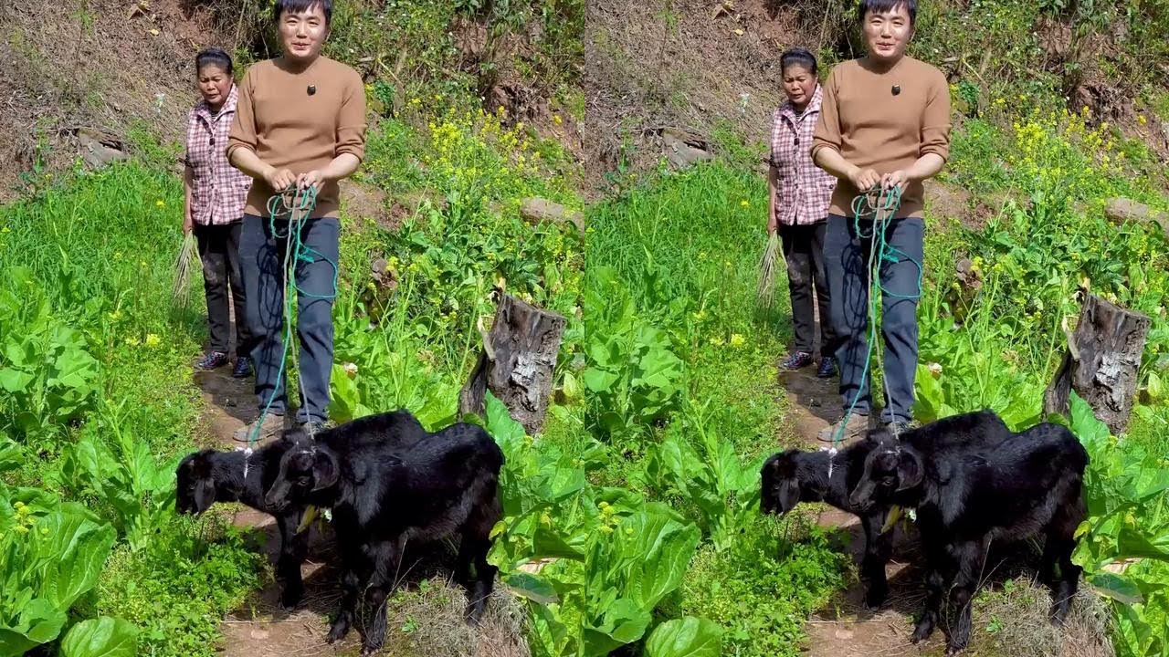 丈母娘家又添新成员，花900买了两只羊，大家帮忙看值不值