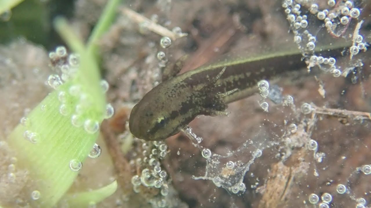 Frosted Flatwoods Salamander (Ambystoma cingulatum) eggs hatching